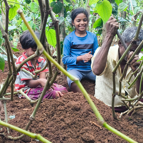 Betel Image 1