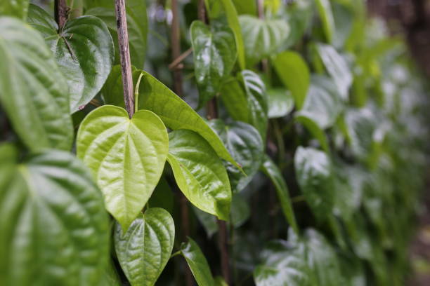 Debunking the Betel Leaf Myth: It’s Not Just Paan Anymore.  It’s Wellness in a Cup with BetelO