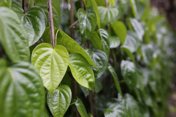 Debunking the Betel Leaf Myth: It’s Not Just Paan Anymore.  It’s Wellness in a Cup with BetelO
